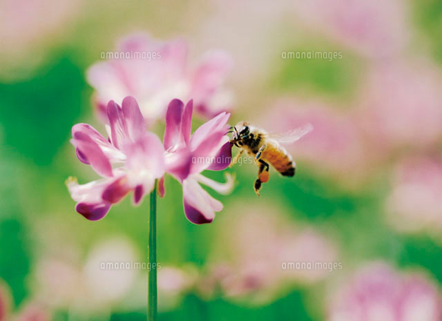 蜂とレンゲ の写真素材 イラスト素材 アマナイメージズ