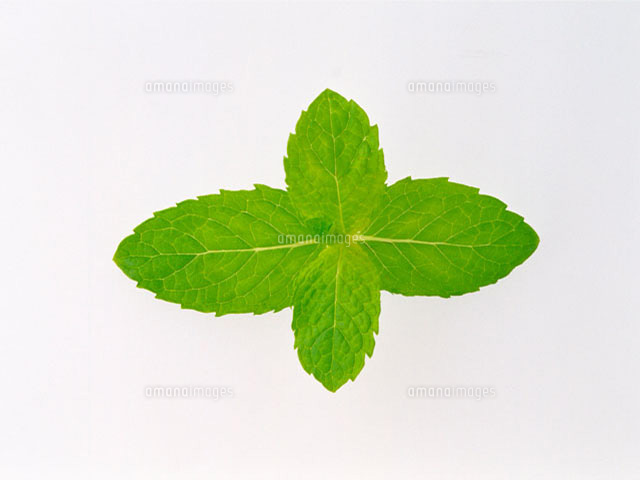 レモンバーム の写真素材 イラスト素材 アマナイメージズ