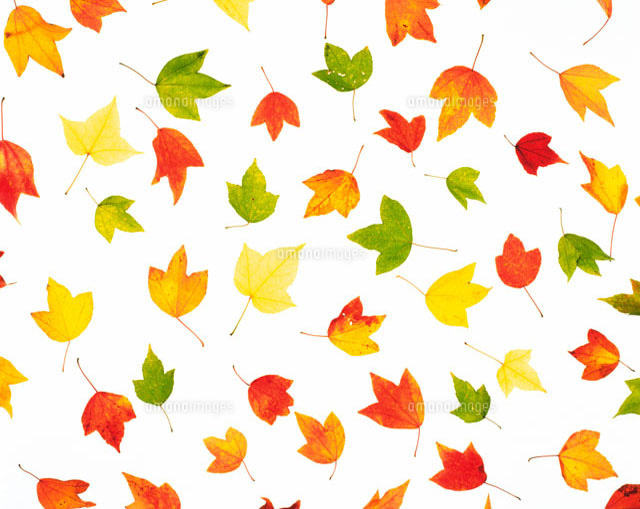 紅葉の葉 の写真素材 イラスト素材 アマナイメージズ