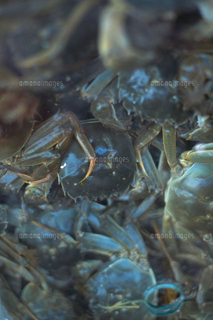 上海ガニ の写真素材 イラスト素材 アマナイメージズ