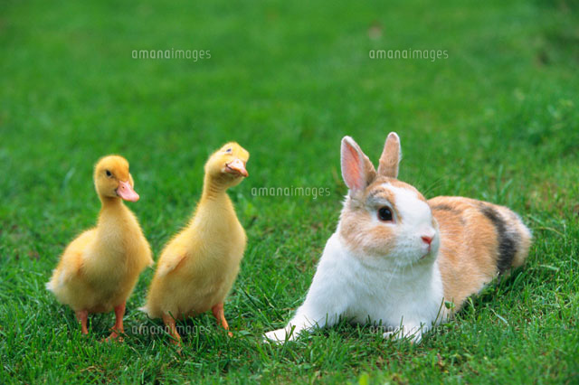ウサギとアヒル[28144082498]の写真・イラスト素材｜アマナイメージズ