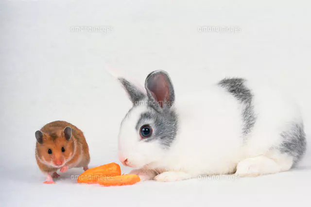 うさぎ　ぱんだ　ハムスター ウサギとハムスター[28144082516]の写真・イラスト素材｜アマナ