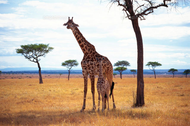 キリンの親子 の写真素材 イラスト素材 アマナイメージズ