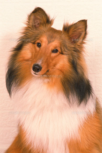 シェルティ の写真素材 イラスト素材 アマナイメージズ