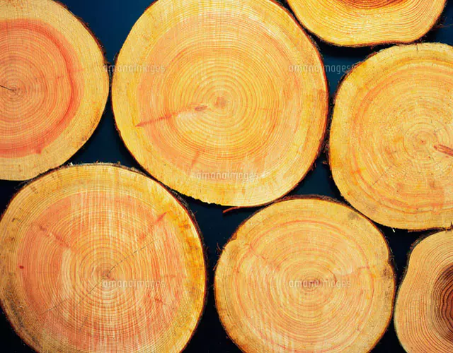 檜の丸太[28144086439]の写真・イラスト素材｜アマナイメージズ