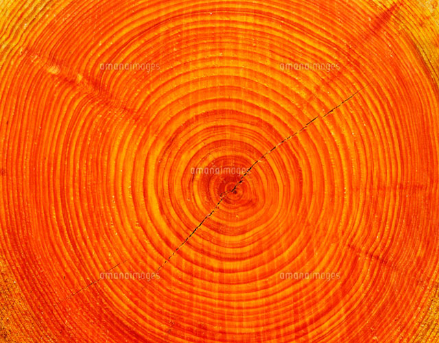 檜の年輪 の写真素材 イラスト素材 アマナイメージズ