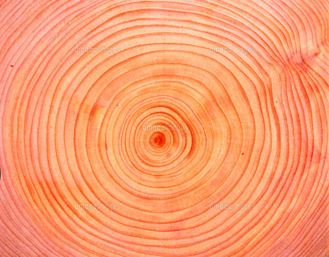 檜の年輪 の写真素材 イラスト素材 アマナイメージズ