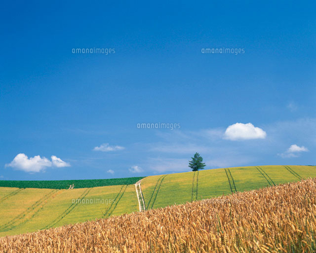 夏の田園風景 北海道 の写真素材 イラスト素材 アマナイメージズ
