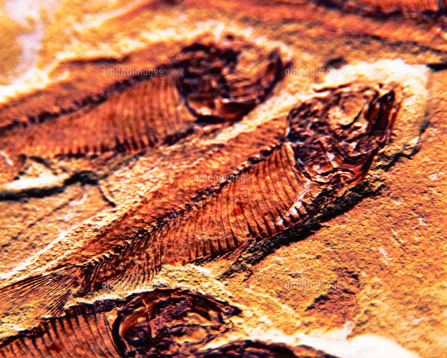 魚の化石 の写真素材 イラスト素材 アマナイメージズ