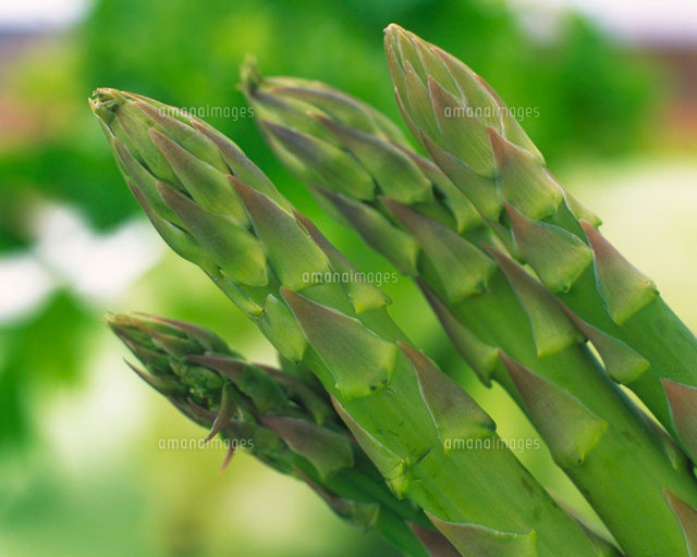 アスパラガス の写真素材 イラスト素材 アマナイメージズ アスパラガス の写真素材 イラスト素材 アマナイメージズ