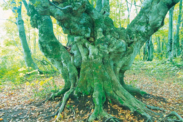 大木イメージ の写真素材 イラスト素材 アマナイメージズ