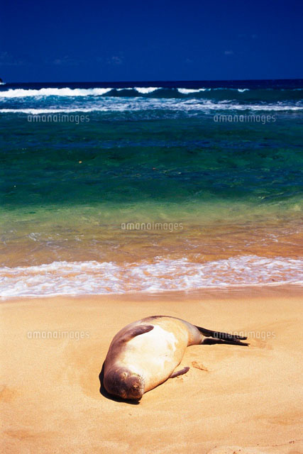 海に寝転がるアザラシ の写真素材 イラスト素材 アマナイメージズ