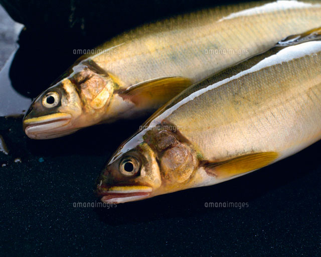 鮎 の写真素材 イラスト素材 アマナイメージズ