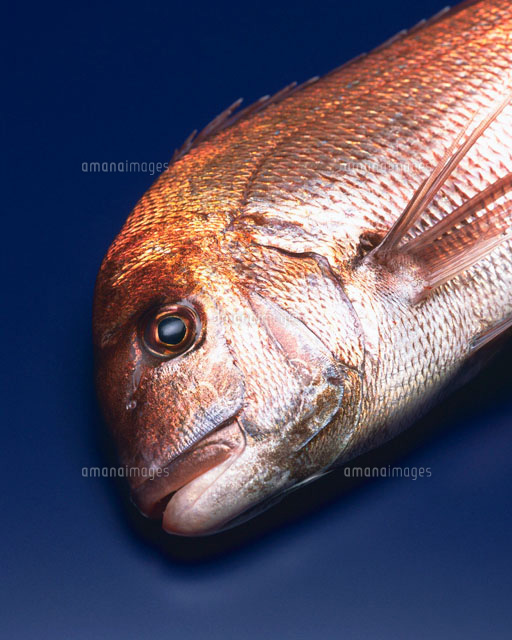 真鯛 の写真素材 イラスト素材 アマナイメージズ 真鯛 の写真素材 イラスト素材 アマナイメージズ