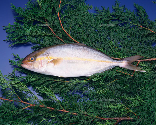 カンパチ の写真素材 イラスト素材 アマナイメージズ