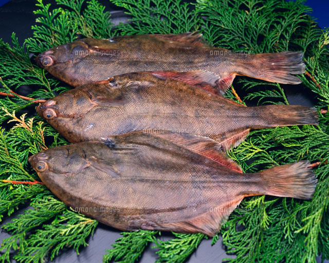 カレイ の写真素材 イラスト素材 アマナイメージズ