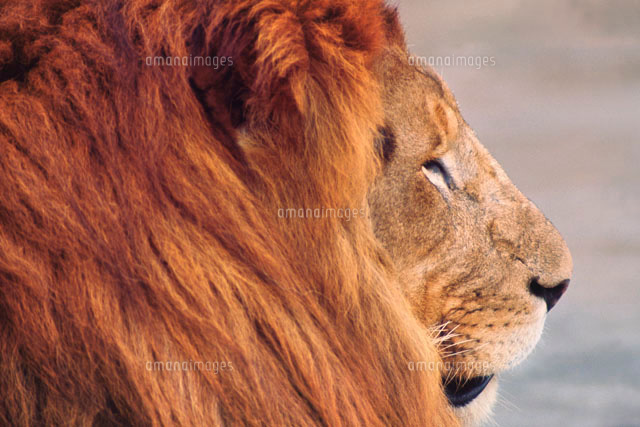 ライオン の写真素材 イラスト素材 アマナイメージズ