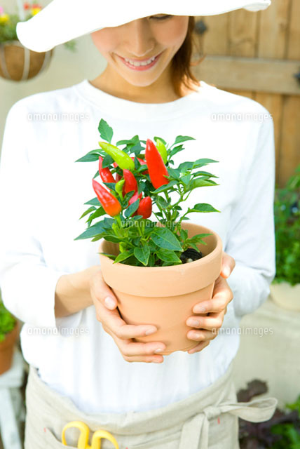 トウガラシの鉢植えを手に持った女性 の写真素材 イラスト素材 アマナイメージズ