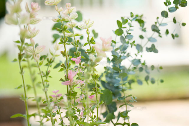 庭先のペインテッドセージとユーカリ の写真素材 イラスト素材 アマナイメージズ