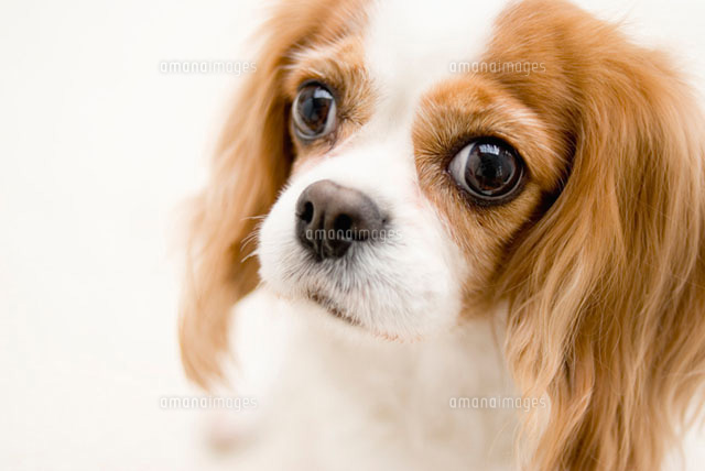 キャバリア犬 の写真素材 イラスト素材 アマナイメージズ