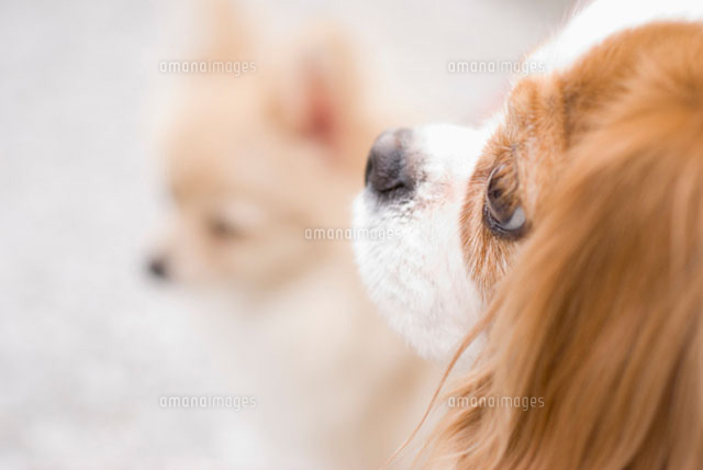 キャバリア犬の横顔 の写真素材 イラスト素材 アマナイメージズ