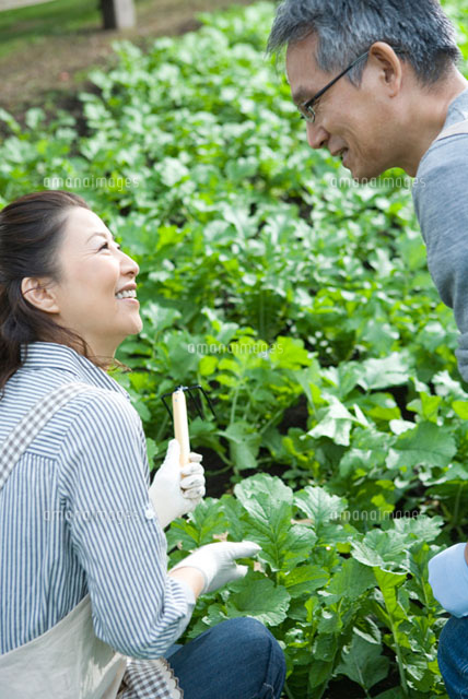 畑仕事をするシニア夫婦 の写真素材 イラスト素材 アマナイメージズ
