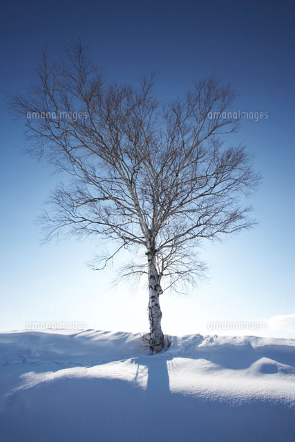 雪の中の一本の木 の写真素材 イラスト素材 アマナイメージズ