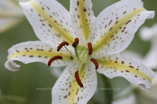 ヤマユリのおしべとめしべ の写真素材 イラスト素材 アマナイメージズ