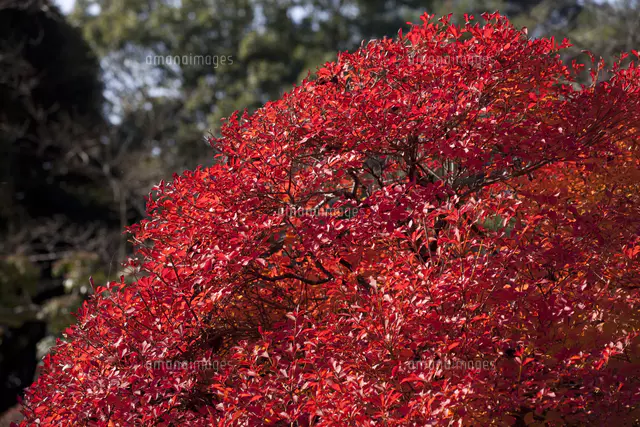 ドウダンツツジの紅葉 成田山公園[32133001466]の写真・イラスト素材