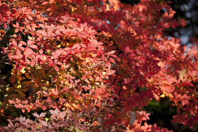 ドウダンツツジの紅葉 成田山公園[32133001466]の写真・イラスト素材