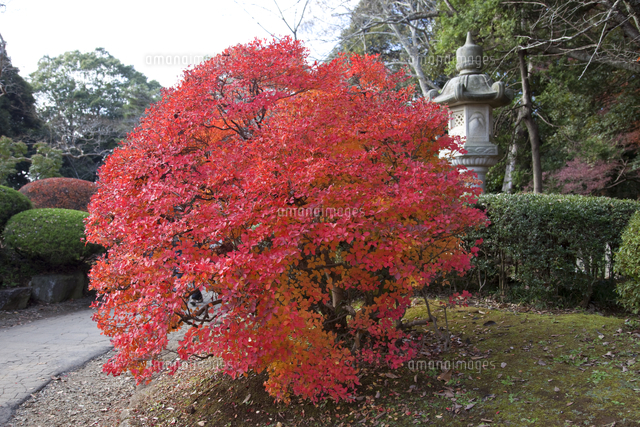 ドウダンツツジの紅葉 成田山公園[32133001466]の写真・イラスト素材