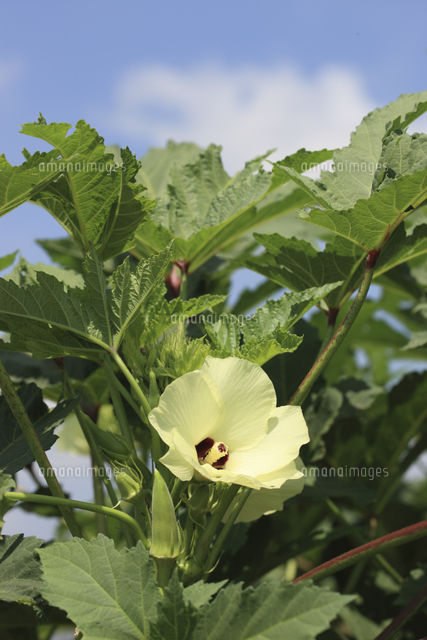 オクラ 花 の写真素材 イラスト素材 アマナイメージズ