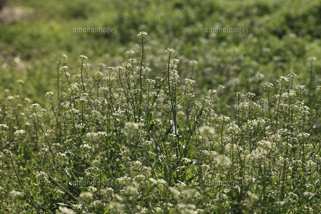 ナズナの花 別名 ぺんぺん草 の写真素材 イラスト素材 アマナイメージズ