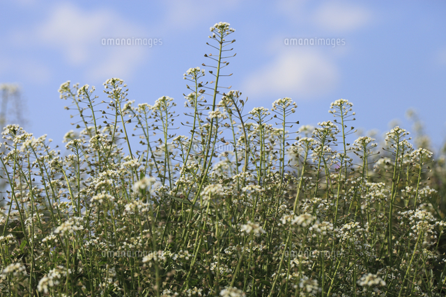 ナズナの花 別名 ぺんぺん草 の写真素材 イラスト素材 アマナイメージズ