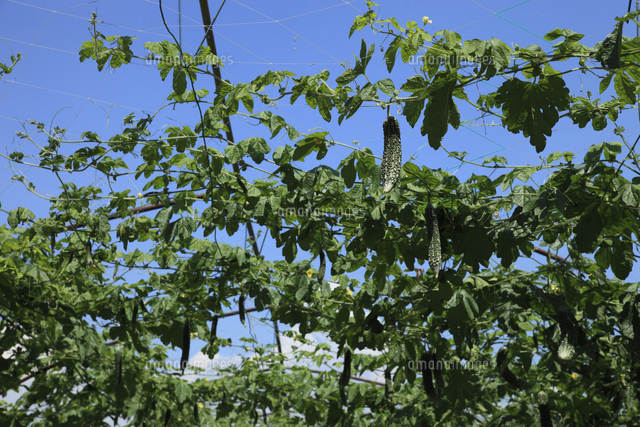 ニガウリ ゴーヤ 栽培用のトンネル 日本一の産地群馬県板倉 の写真素材 イラスト素材 アマナイメージズ