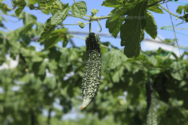 ニガウリ ゴーヤ 栽培用のトンネル 日本一の産地群馬県板倉 の写真素材 イラスト素材 アマナイメージズ