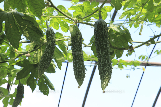 ニガウリ ゴーヤ 栽培用のトンネル 日本一の産地群馬県板倉 の写真素材 イラスト素材 アマナイメージズ