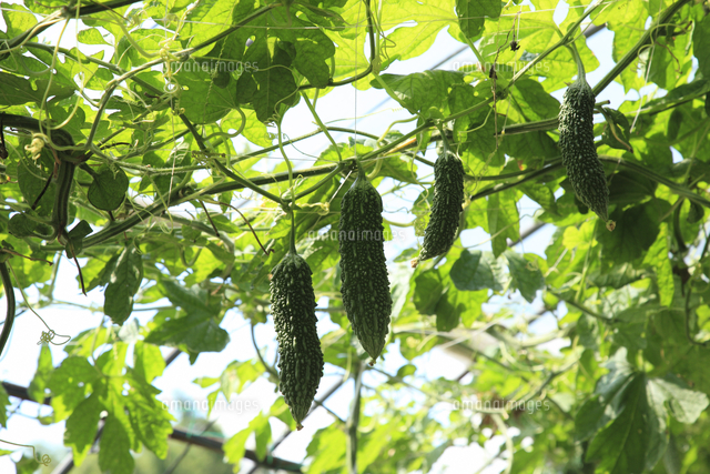 ニガウリ ゴーヤ 栽培用のトンネル 日本一の産地群馬県板倉 の写真素材 イラスト素材 アマナイメージズ