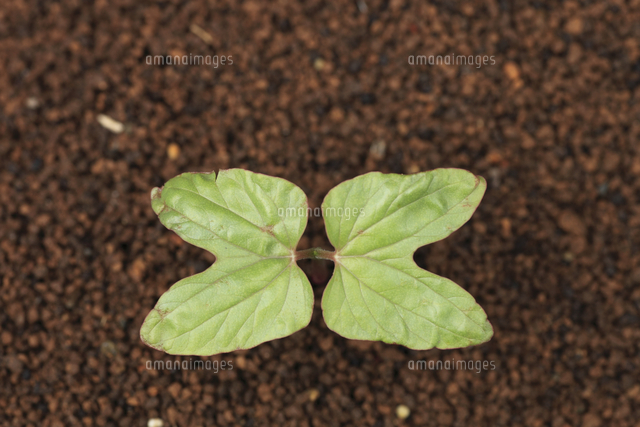アサガオの発芽 双葉 真上から見た双葉の様子 の写真素材 イラスト素材 アマナイメージズ