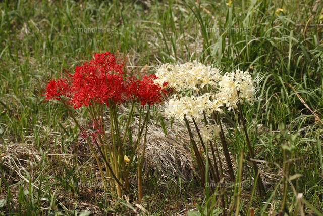 ヒガンバナ 赤花と白花 の写真素材 イラスト素材 アマナイメージズ