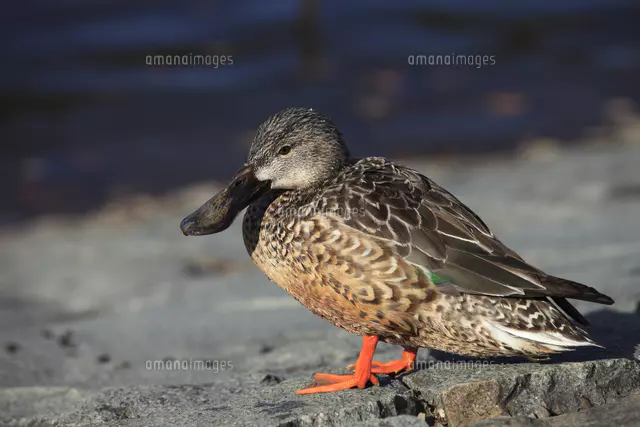 ハシビロガモ メス[32133004365]の写真・イラスト素材｜アマナイメージズ
