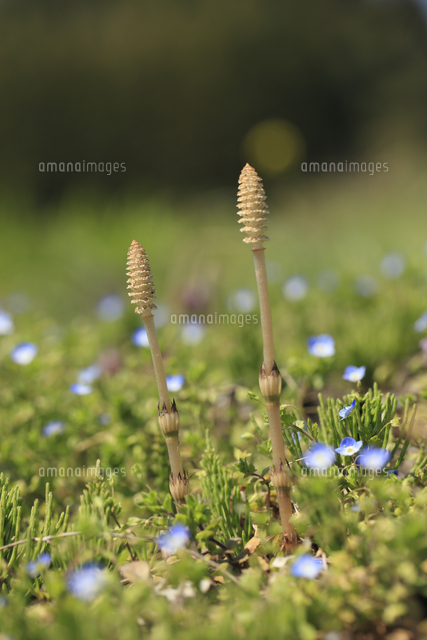 スギナ ツクシ 空色の花はオオイヌノフグリ の写真素材 イラスト素材 アマナイメージズ