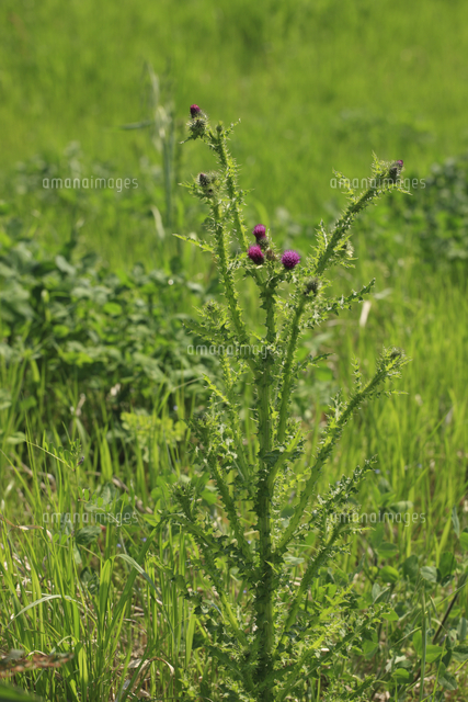 ヒレアザミ 河原の土手に咲いている の写真素材 イラスト素材 アマナイメージズ