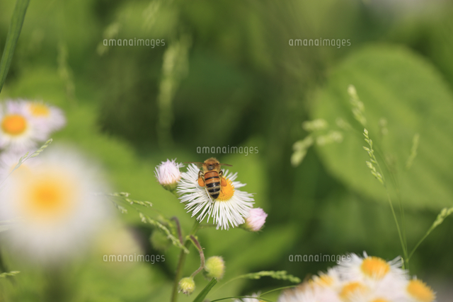 花粉団子を付けたミツバチ セイヨウミツバチ ハルジオン の写真素材 イラスト素材 アマナイメージズ
