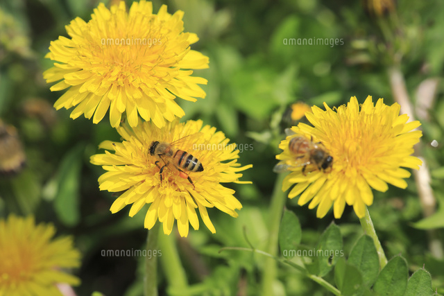 セイヨウミツバチ 花粉団子 の写真素材 イラスト素材 アマナイメージズ