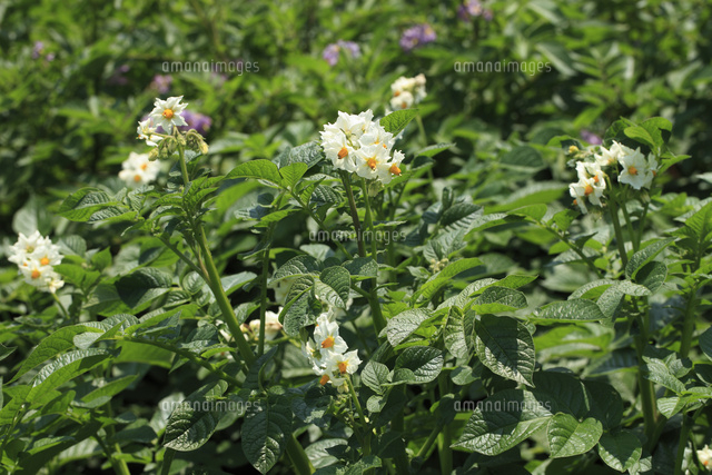 ジャガイモの花 の写真素材 イラスト素材 アマナイメージズ