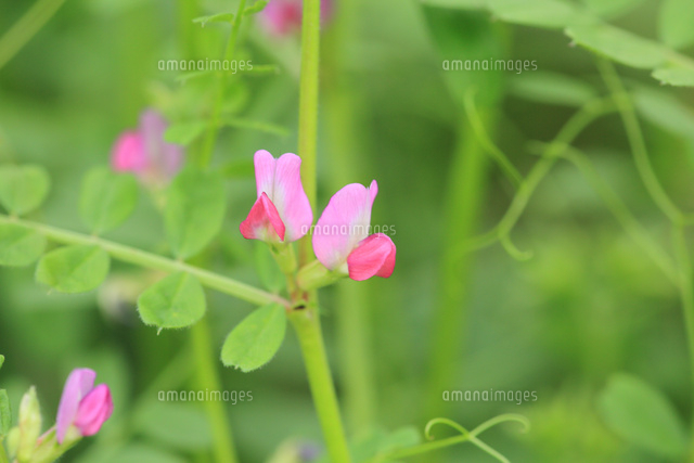カラスノエンドウ の写真素材 イラスト素材 アマナイメージズ