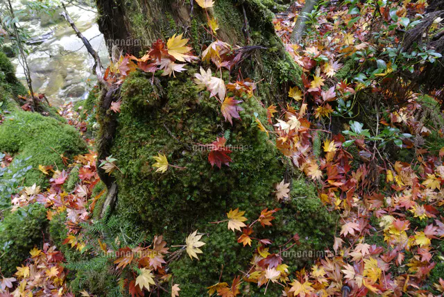 苔むす林床に落ちたコハウチワカエデ（イタヤメイゲツ）の落ち葉
