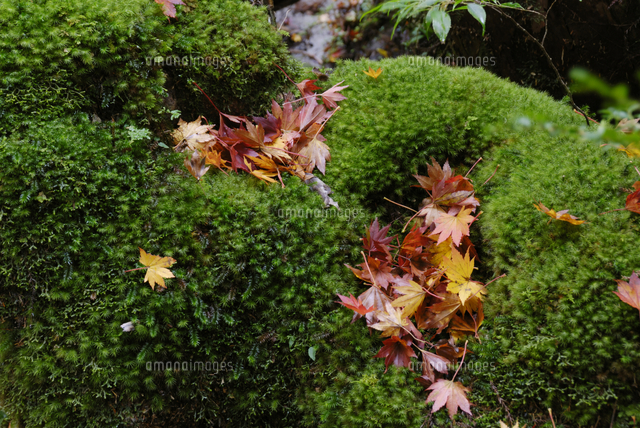 苔むす林床に落ちたコハウチワカエデ（イタヤメイゲツ）の落ち葉