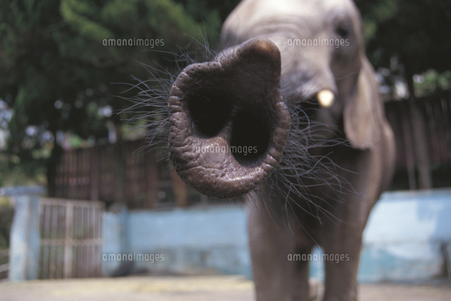 アフリカゾウの鼻の穴 の写真素材 イラスト素材 アマナイメージズ